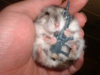 718199_Hamster_Soldier.jpg