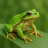 Laubfrosch